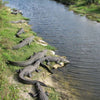 About Alligator Leather You Need To Know - Belly, Hornback - Vinacreations