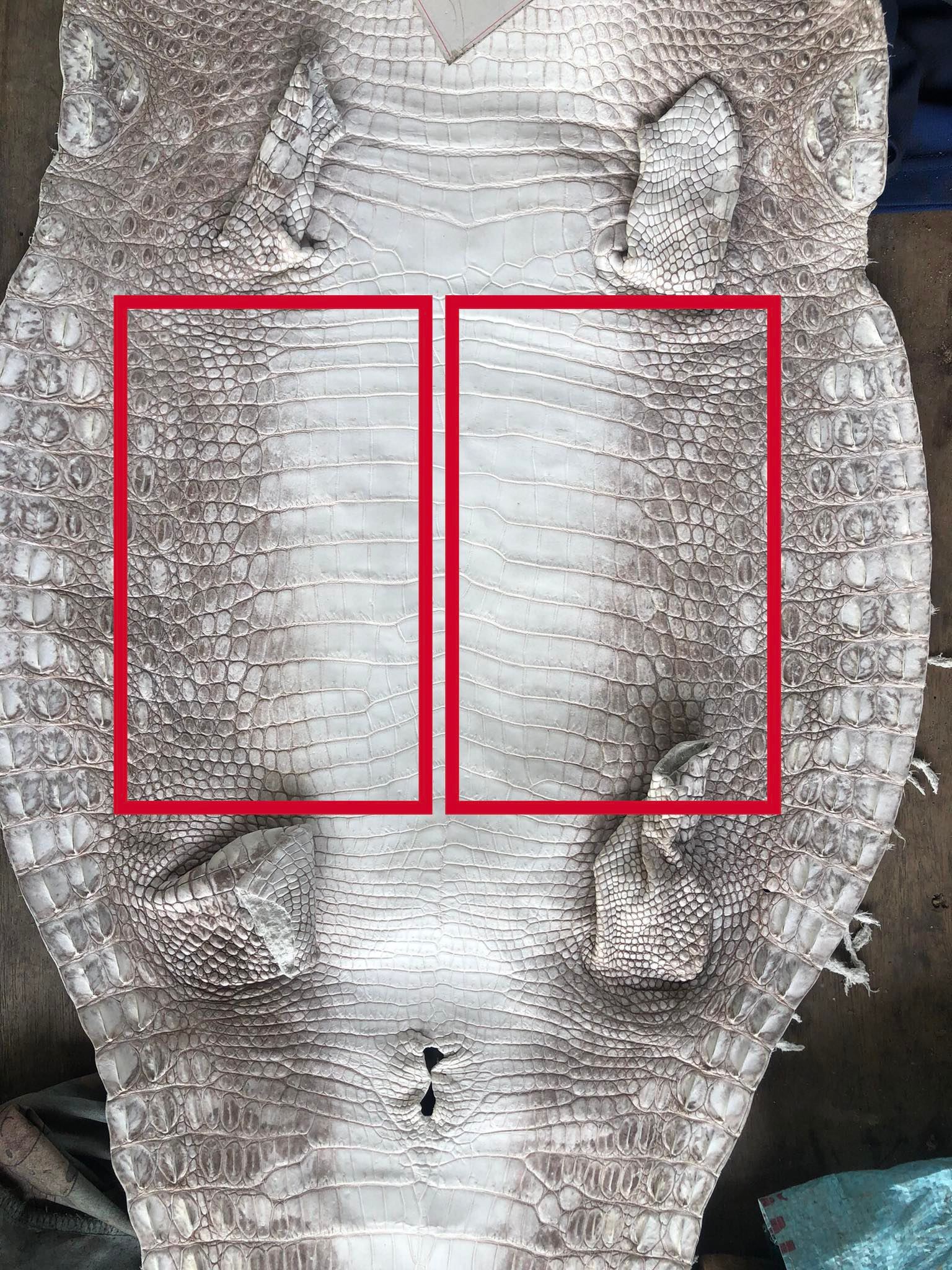 Custom Alligator Himalaya Passport For Kevin