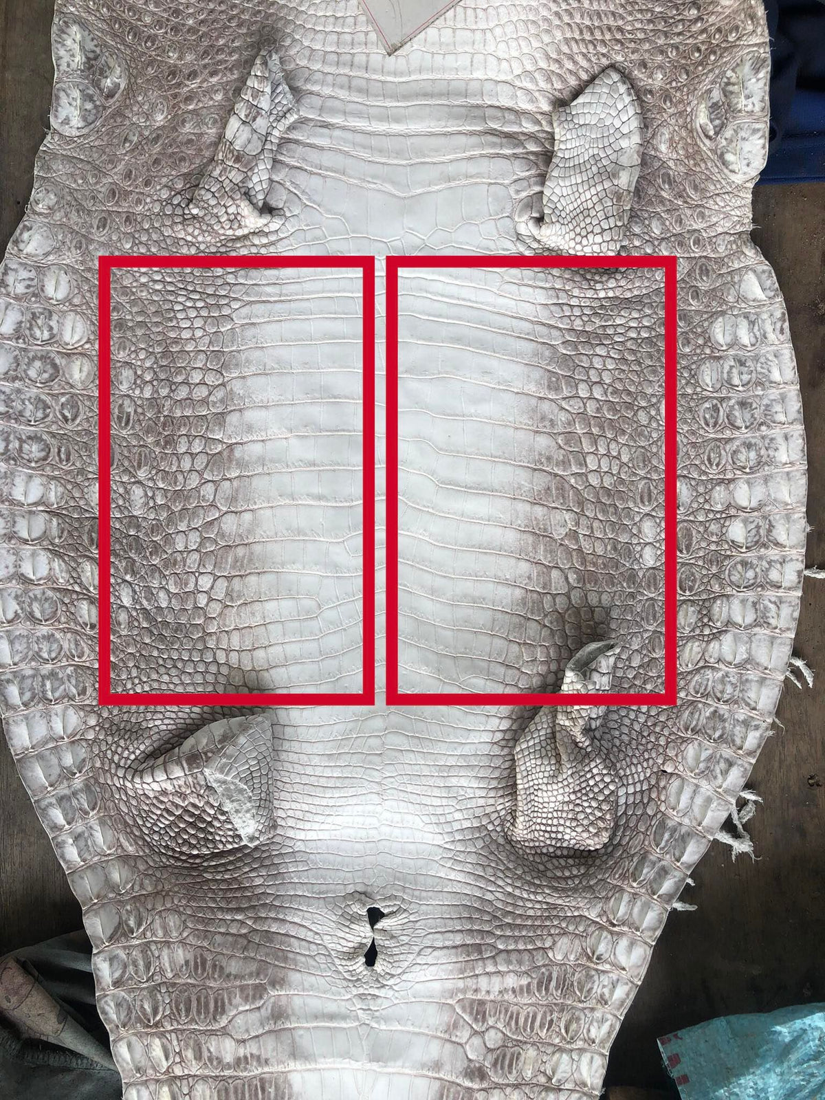 Custom Alligator Himalaya Passport For Kevin