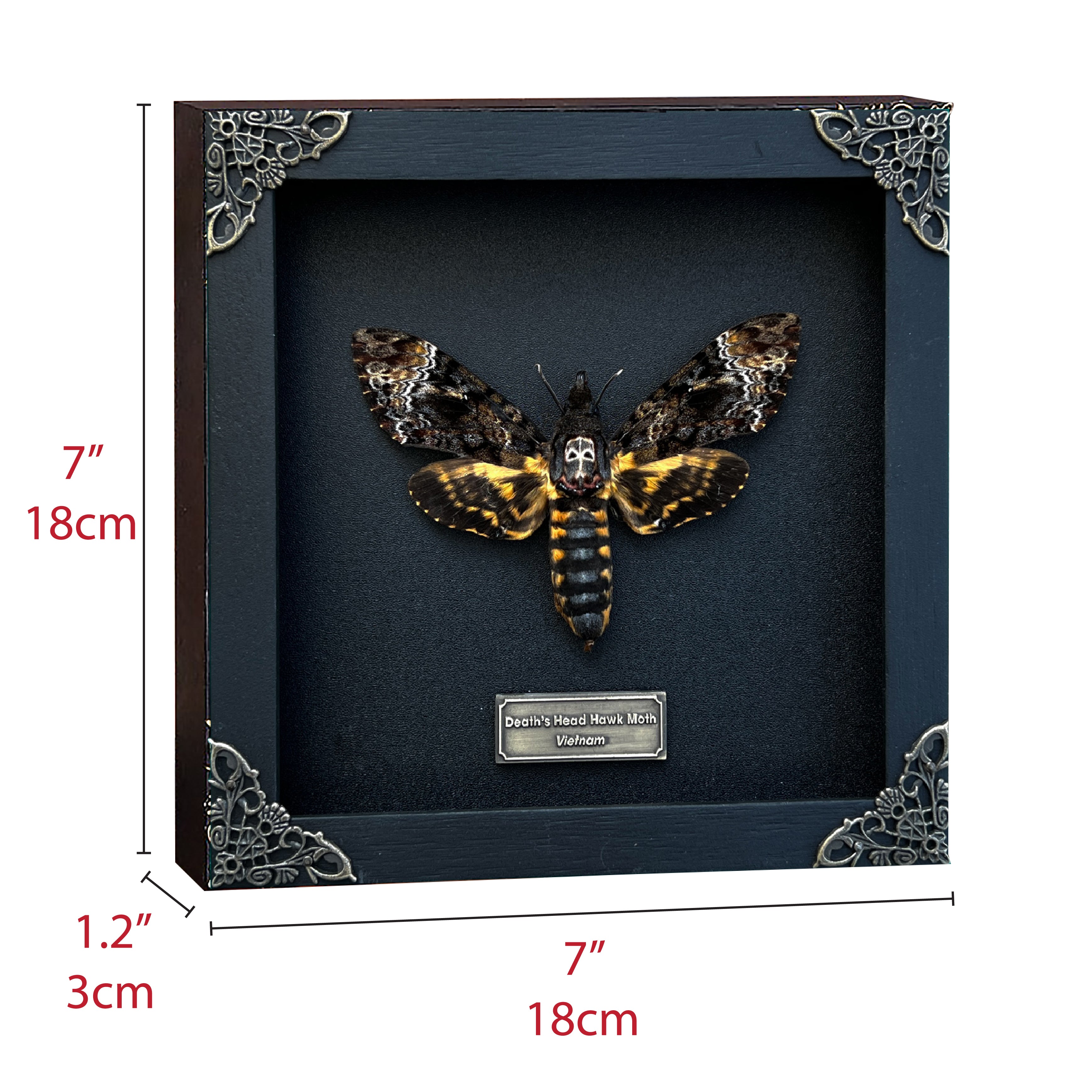 Real Death Head Moth Acherontia Entomology Wood Framed Black - Vinacreations