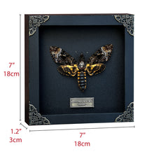 Real Death Head Moth Acherontia Entomology Wood Framed Black - Vinacreations