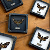 Real Death Head Moth Acherontia Entomology Wood Framed Black - Vinacreations