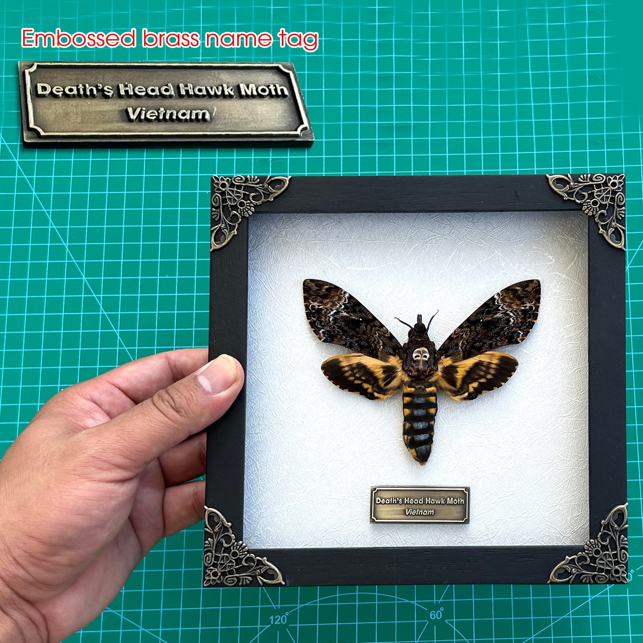 Real Death Head Moth Acherontia Entomology Wood Framed Black - Vinacreations