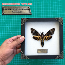 Real Death Head Moth Acherontia Entomology Wood Framed Black - Vinacreations