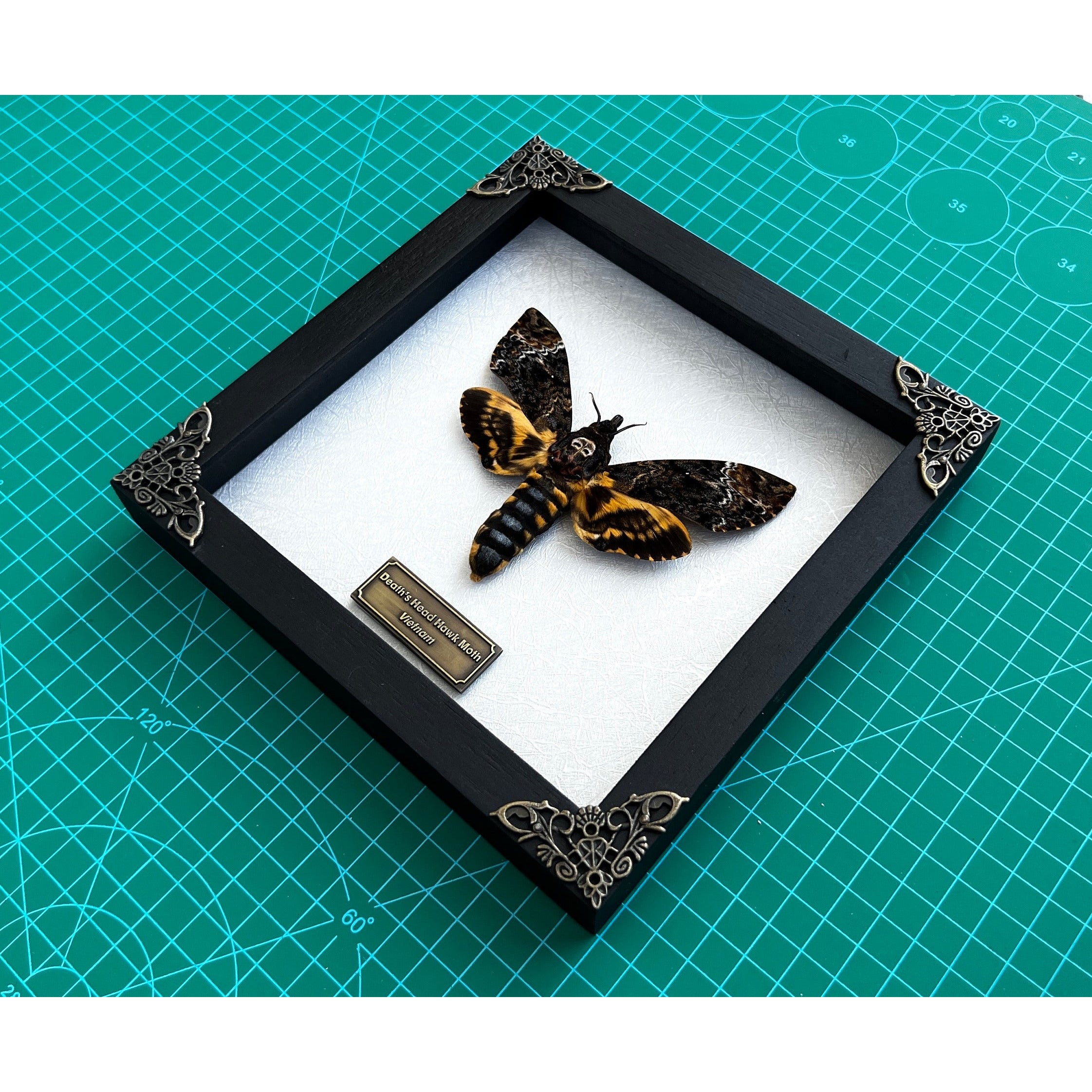 Real Death Head Moth Acherontia Entomology Wood Framed Black - Vinacreations
