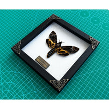 Real Death Head Moth Acherontia Entomology Wood Framed Black - Vinacreations