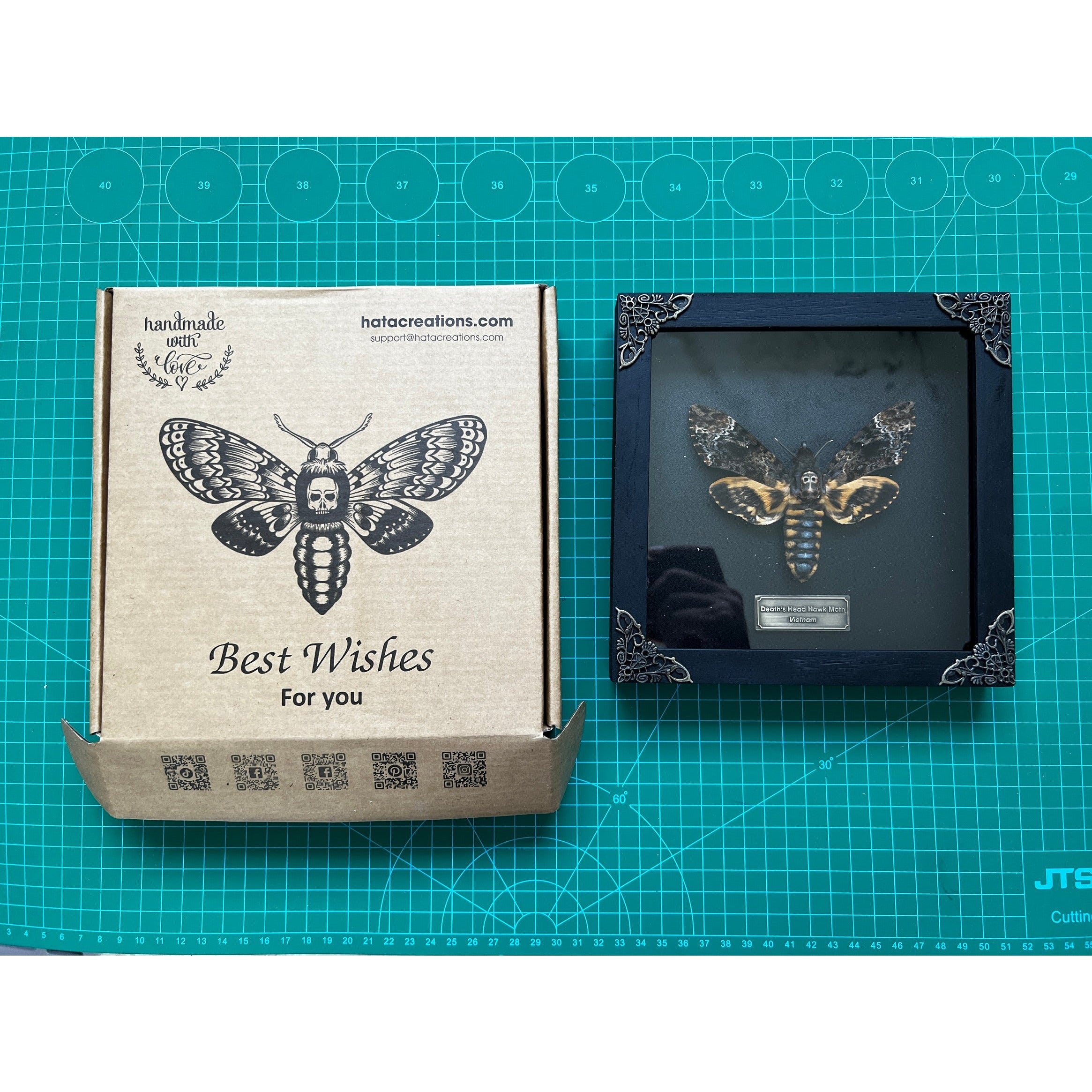 Real Death Head Moth Acherontia Entomology Wood Framed Black - Vinacreations