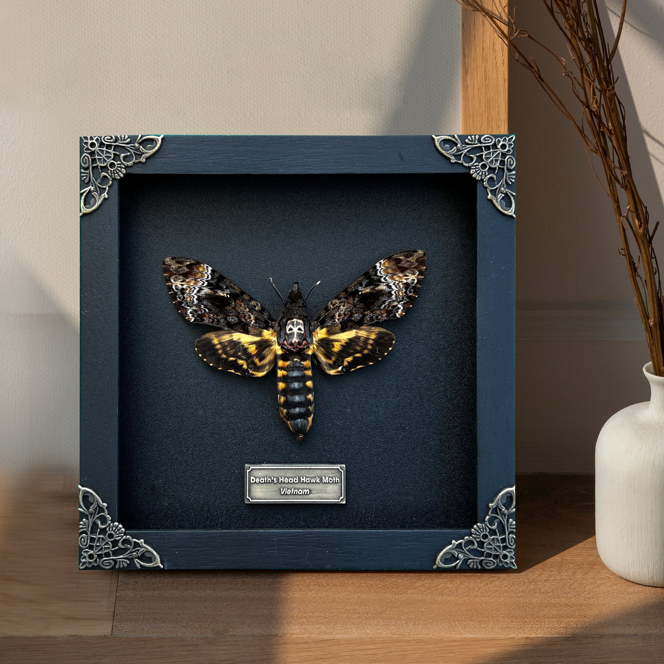 Real Death Head Moth Acherontia Entomology Wood Framed Black - Vinacreations