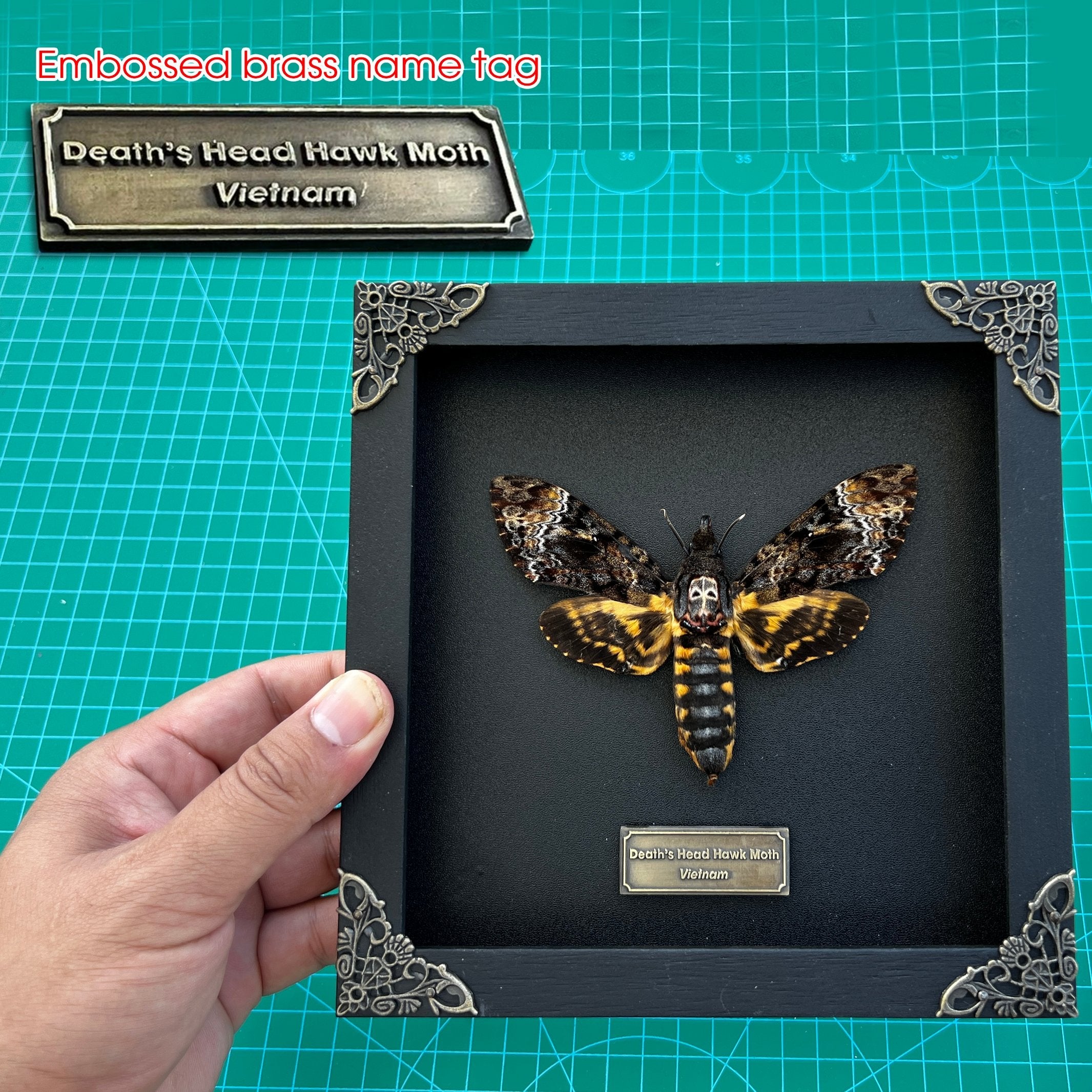 Real Death Head Moth Acherontia Entomology Wood Framed Black - Vinacreations