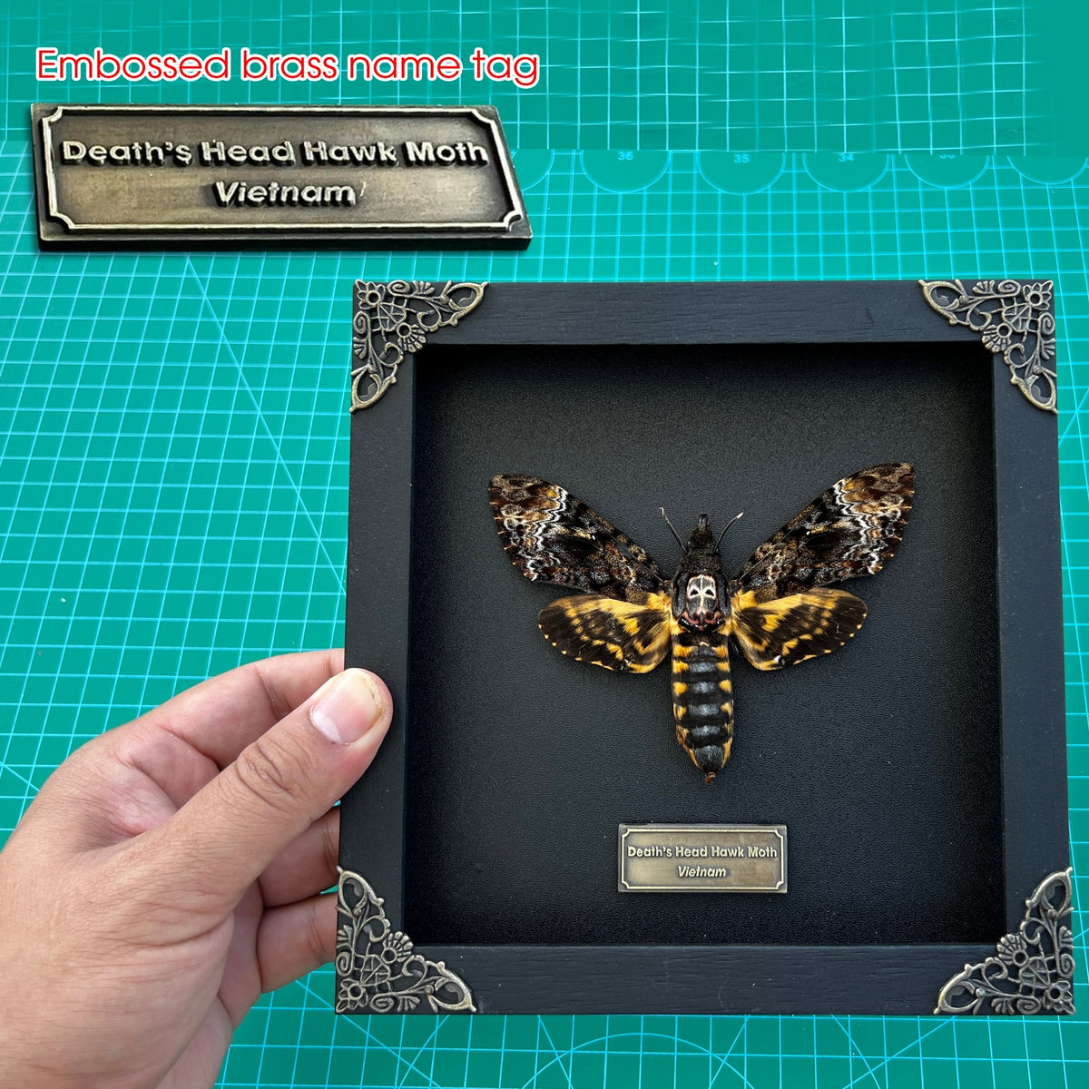 Real Death Head Moth Acherontia Entomology Wood Framed Black - Vinacreations
