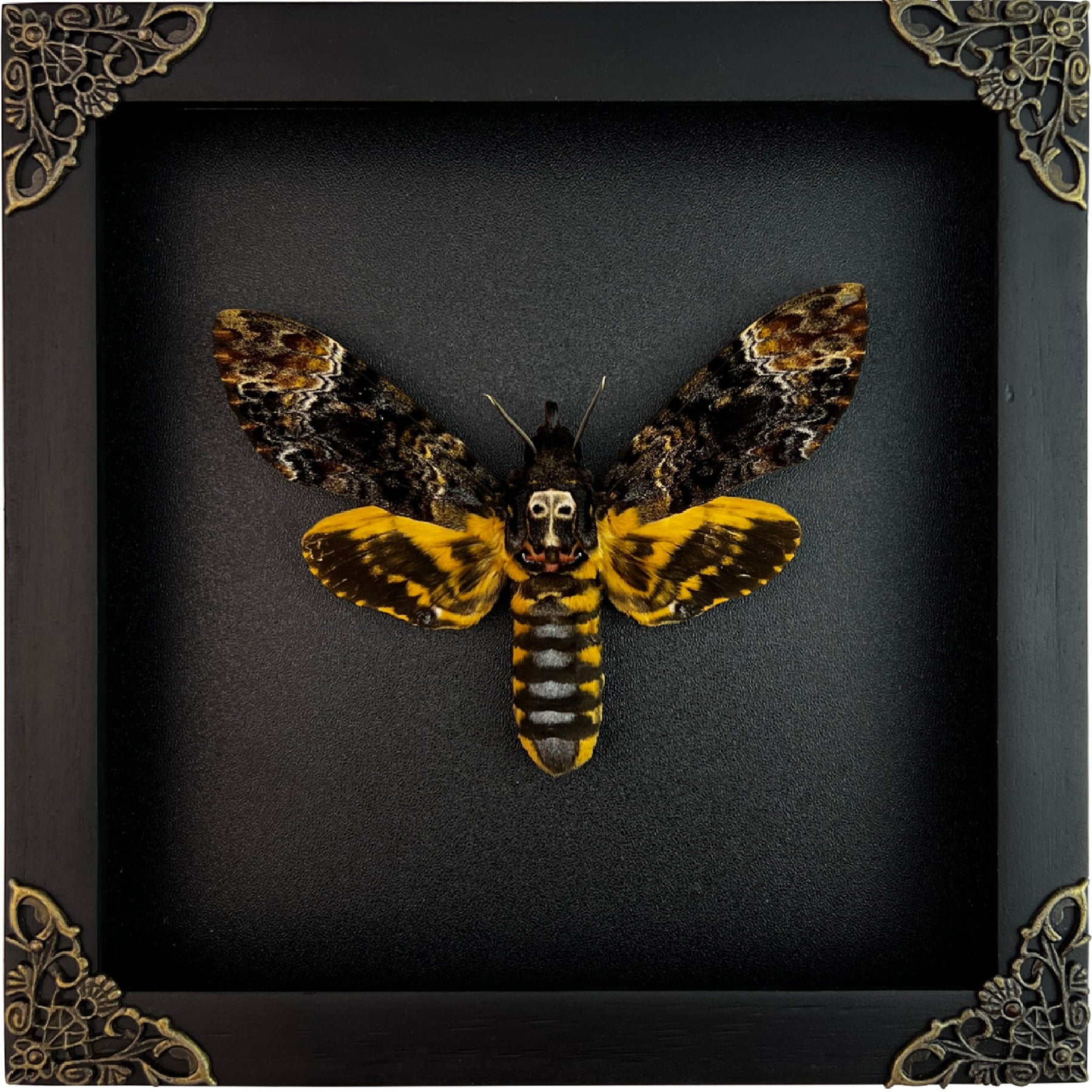 Real Death Head Moth Acherontia Entomology Wood Framed Black - Vinacreations
