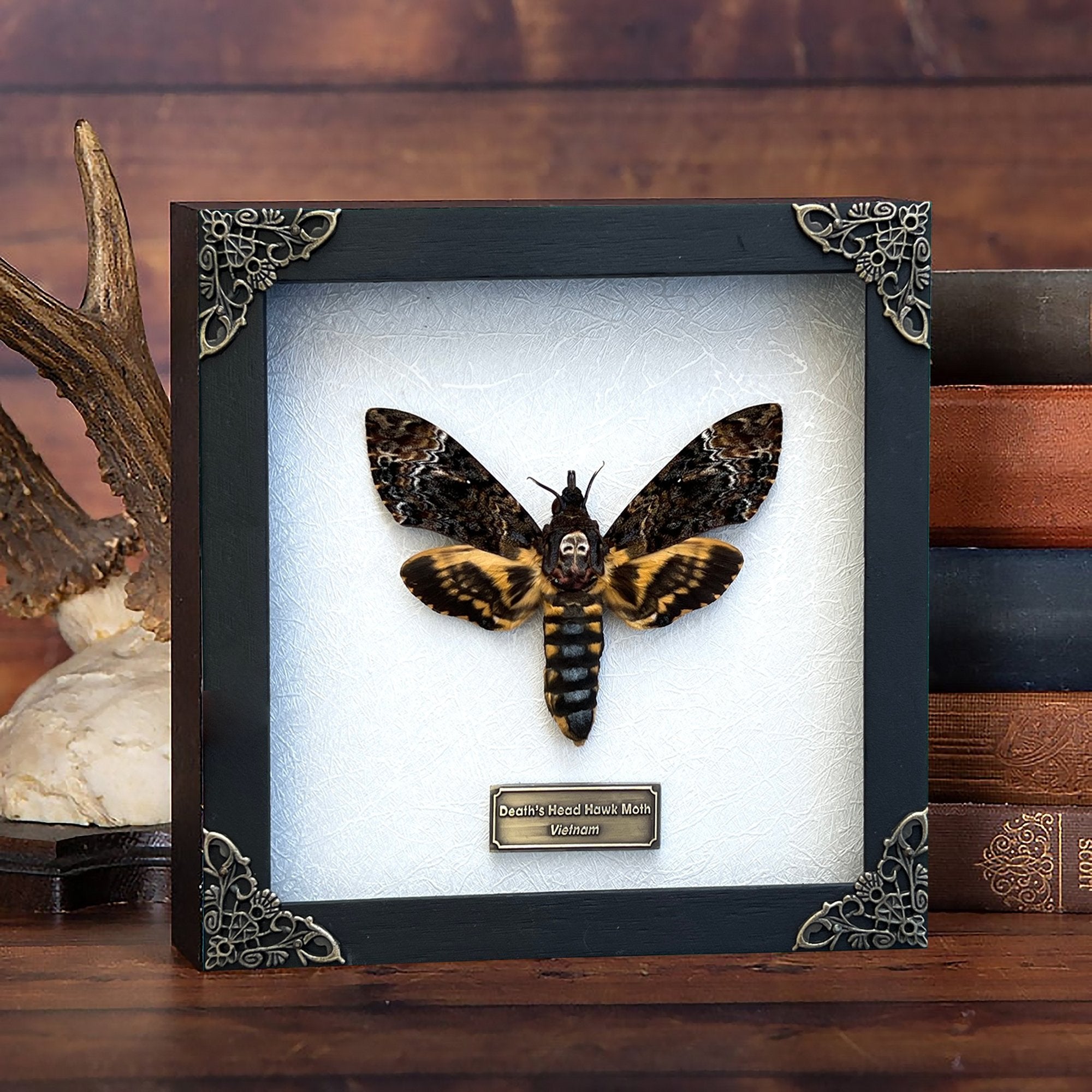 Real Death Head Moth Acherontia Entomology Wood Framed Black - Vinacreations