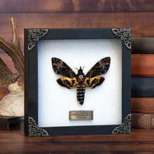 Real Death Head Moth Acherontia Entomology Wood Framed Black - Vinacreations