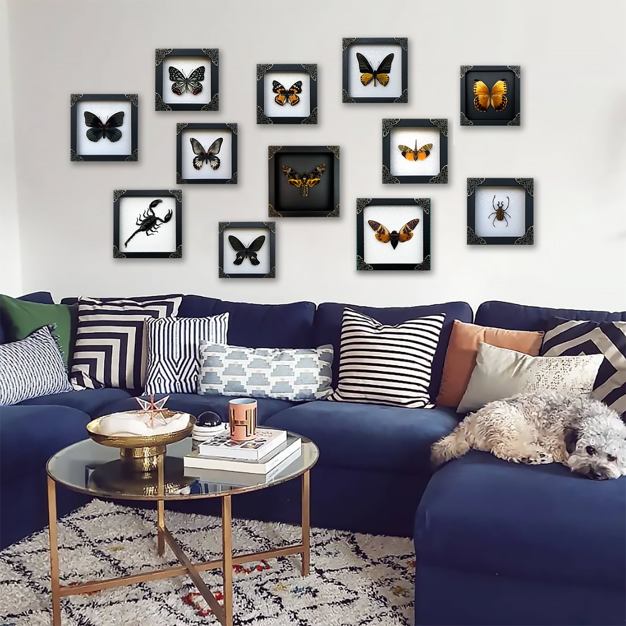 Real Death Head Moth Acherontia Entomology Wood Framed Black - Vinacreations