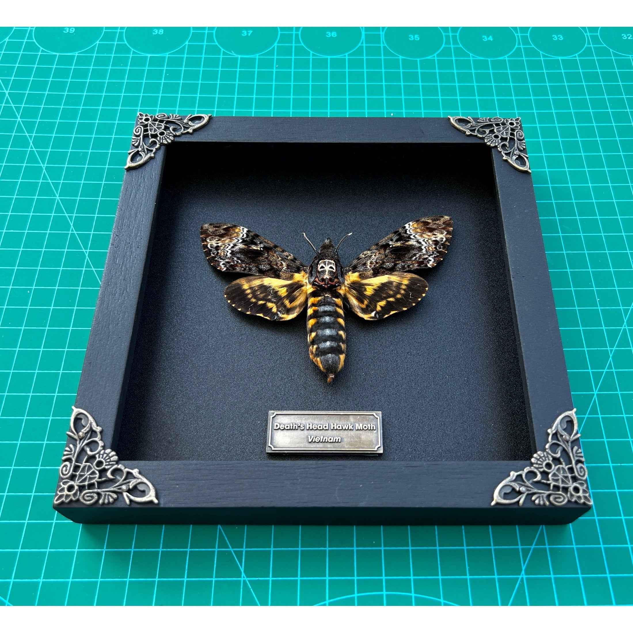 Real Death Head Moth Acherontia Entomology Wood Framed Black - Vinacreations